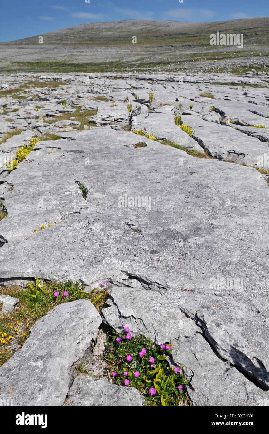 Kalkstein Pflaster, Burren, County Clare, Irland. Mit blutigen Storchschnabel (Geranium Sanguineum) Stockfoto