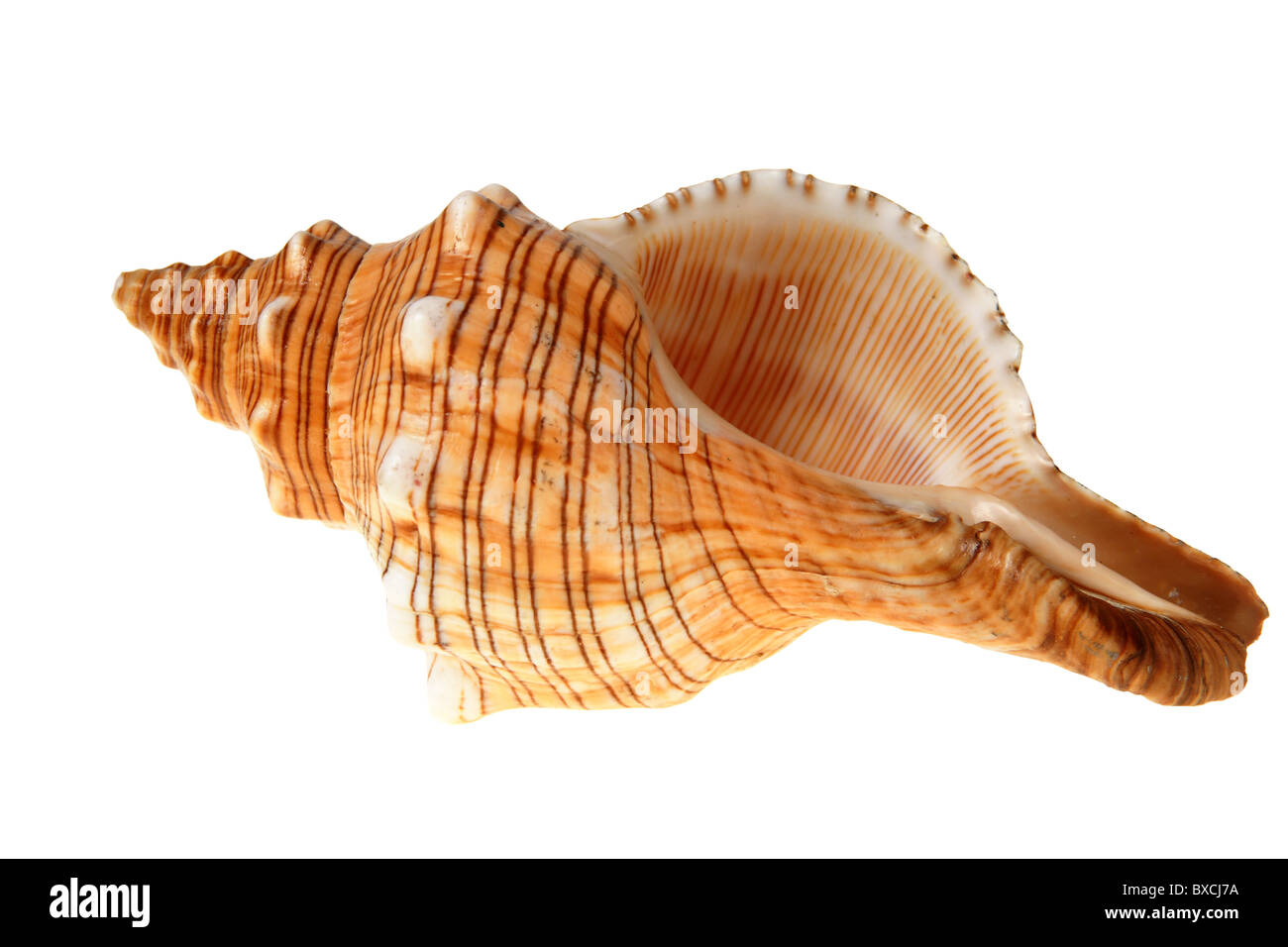 Große Muschel Schnecke isoliert auf weiss (mit Clipping-Pfad) Stockfoto