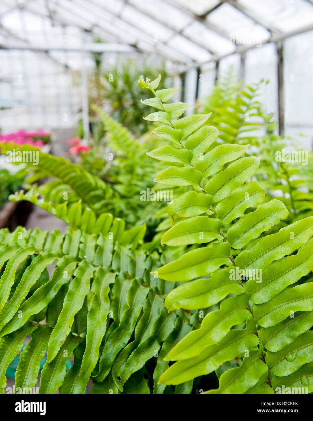 Farne in einem öffentlichen Park-Gewächshaus Stockfoto