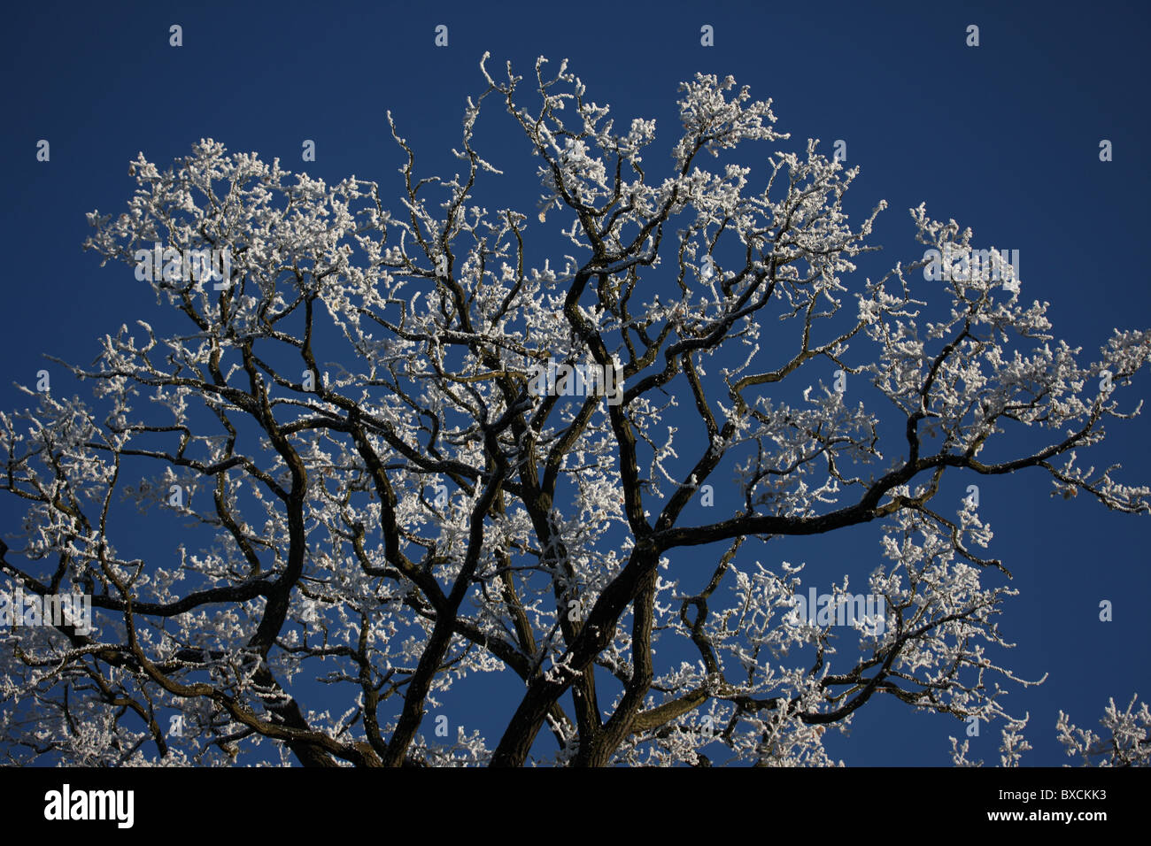 Raureif auf Bäumen - Vereinigtes Königreich Stockfoto