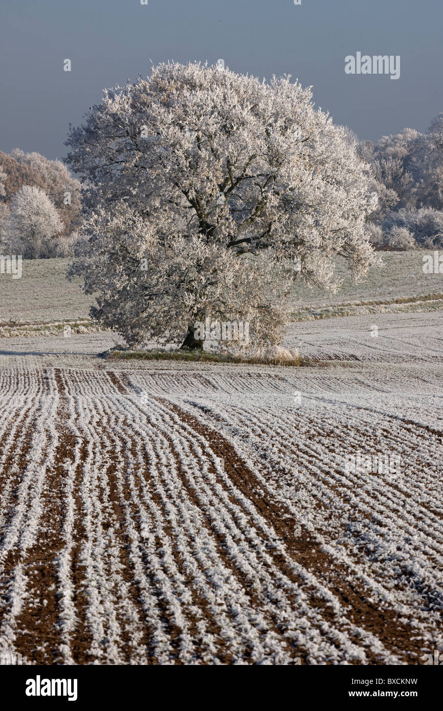 Raureif auf Bäumen - Vereinigtes Königreich Stockfoto