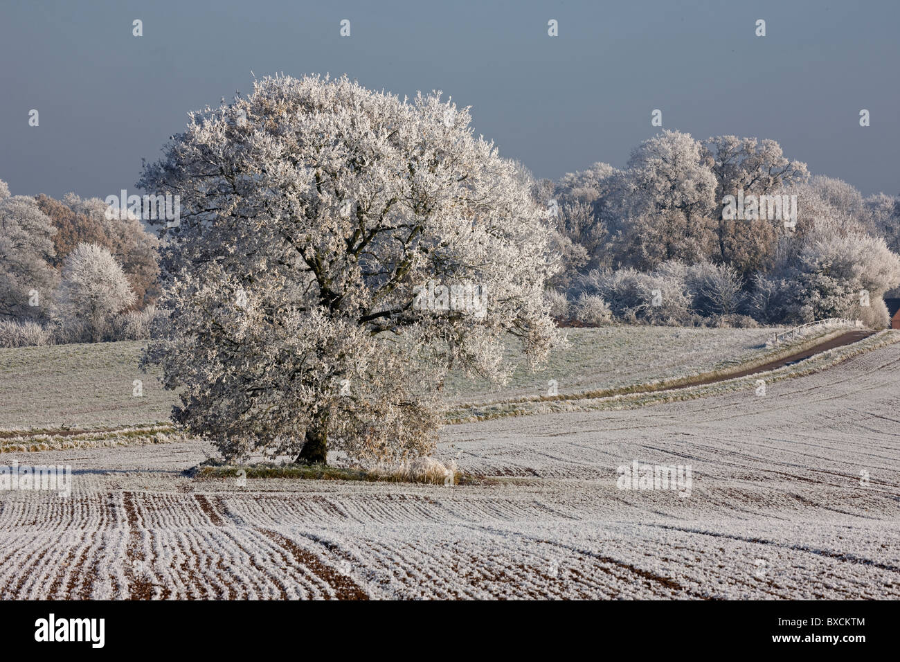 Raureif auf Bäumen - Vereinigtes Königreich Stockfoto