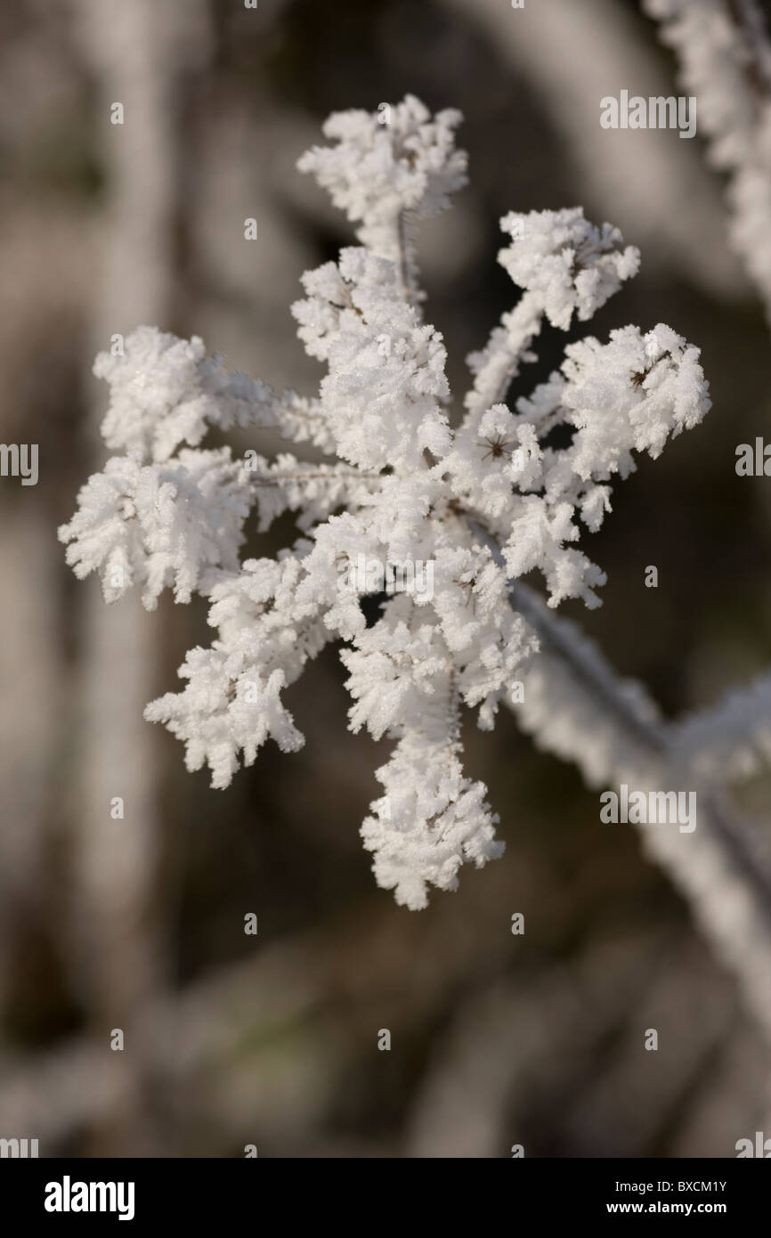 Raureif auf Bäumen - Vereinigtes Königreich Stockfoto