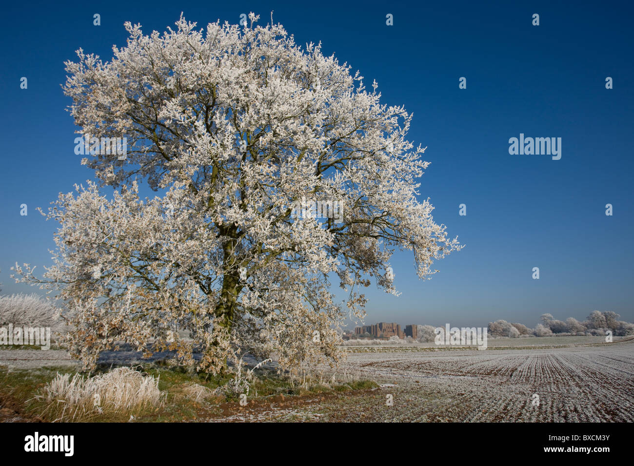 Raureif auf Bäumen - Vereinigtes Königreich Stockfoto