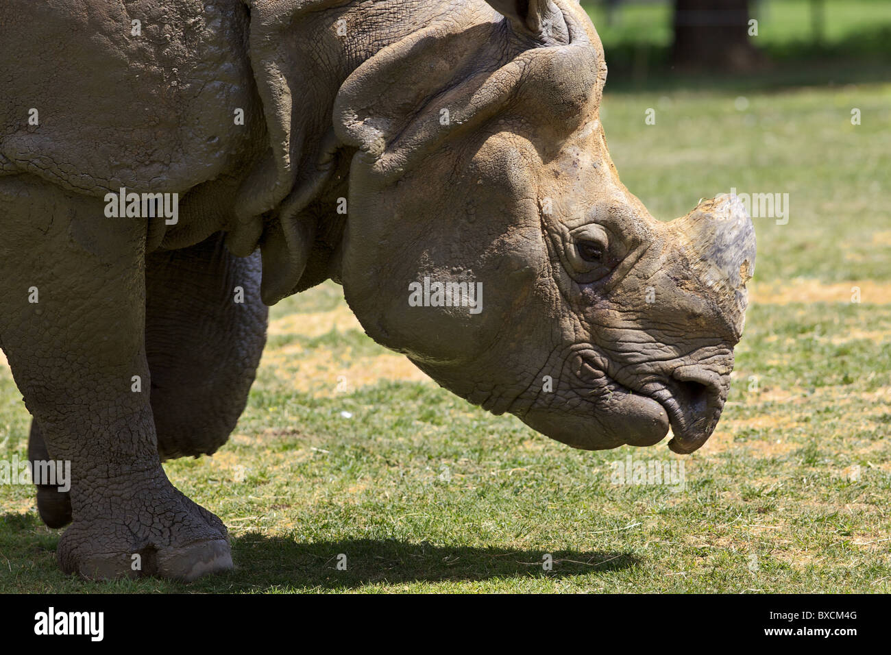 Ein größeren einen gehörnten Nashorn Stockfoto