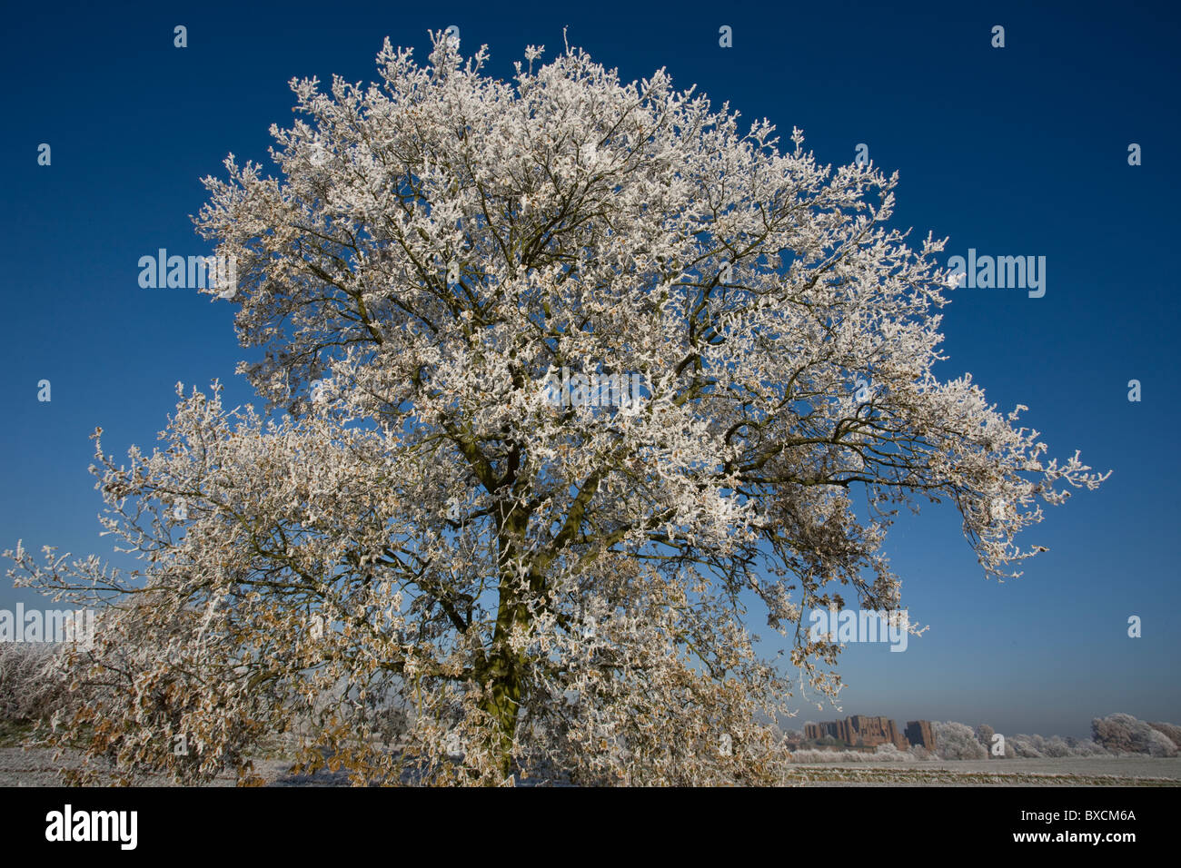 Raureif auf Bäumen - Vereinigtes Königreich Stockfoto