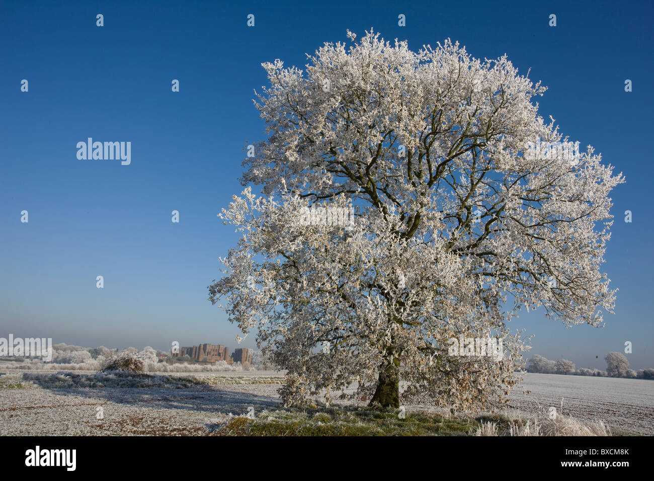 Raureif auf Bäumen - Vereinigtes Königreich Stockfoto