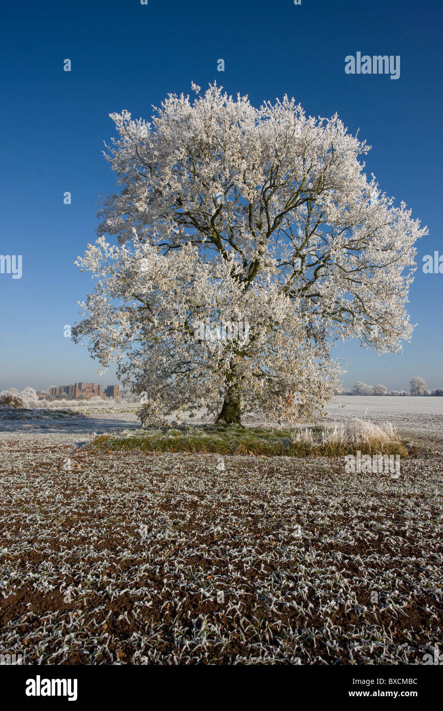 Raureif auf Bäumen - Vereinigtes Königreich Stockfoto