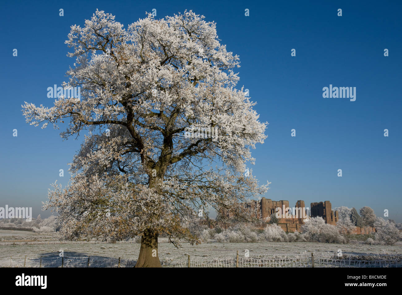 Raureif auf Bäumen - Vereinigtes Königreich Stockfoto