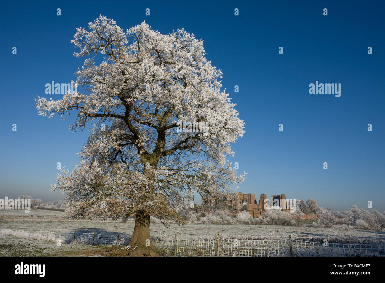 Raureif auf Bäumen - Vereinigtes Königreich Stockfoto