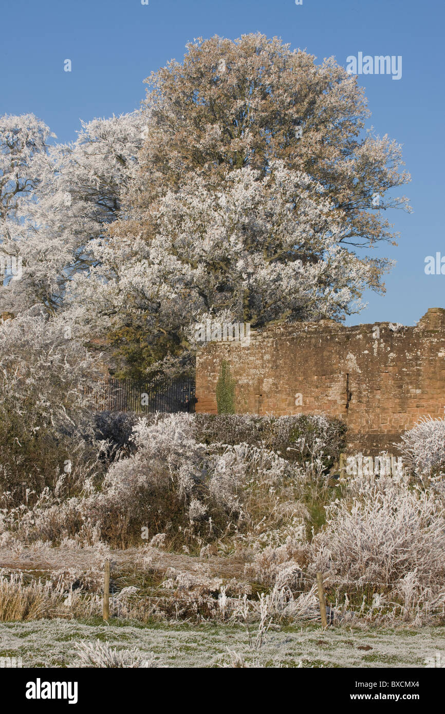 Raureif auf Bäumen - Vereinigtes Königreich Stockfoto