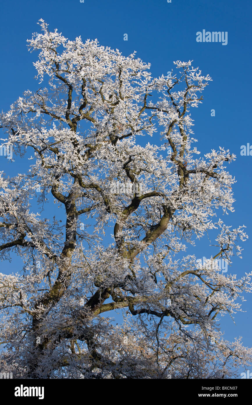 Raureif auf Bäumen - Vereinigtes Königreich Stockfoto