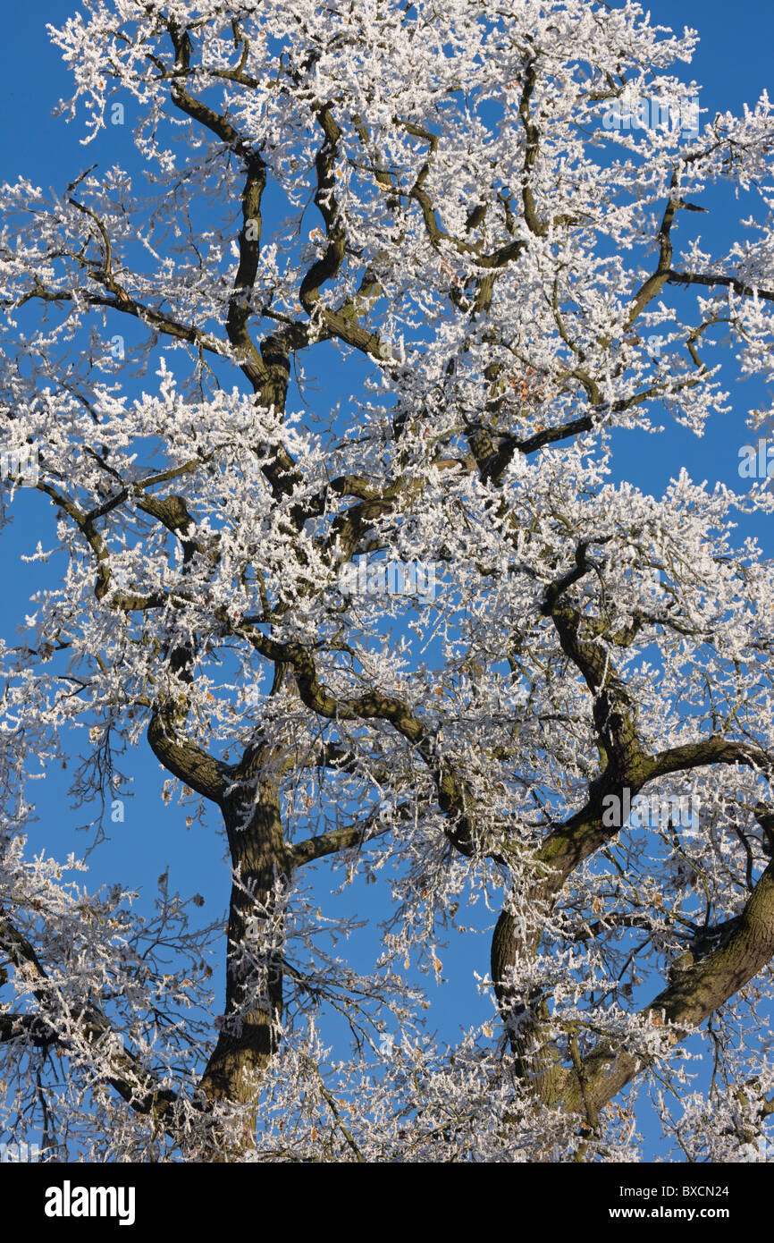 Raureif auf Bäumen - Vereinigtes Königreich Stockfoto