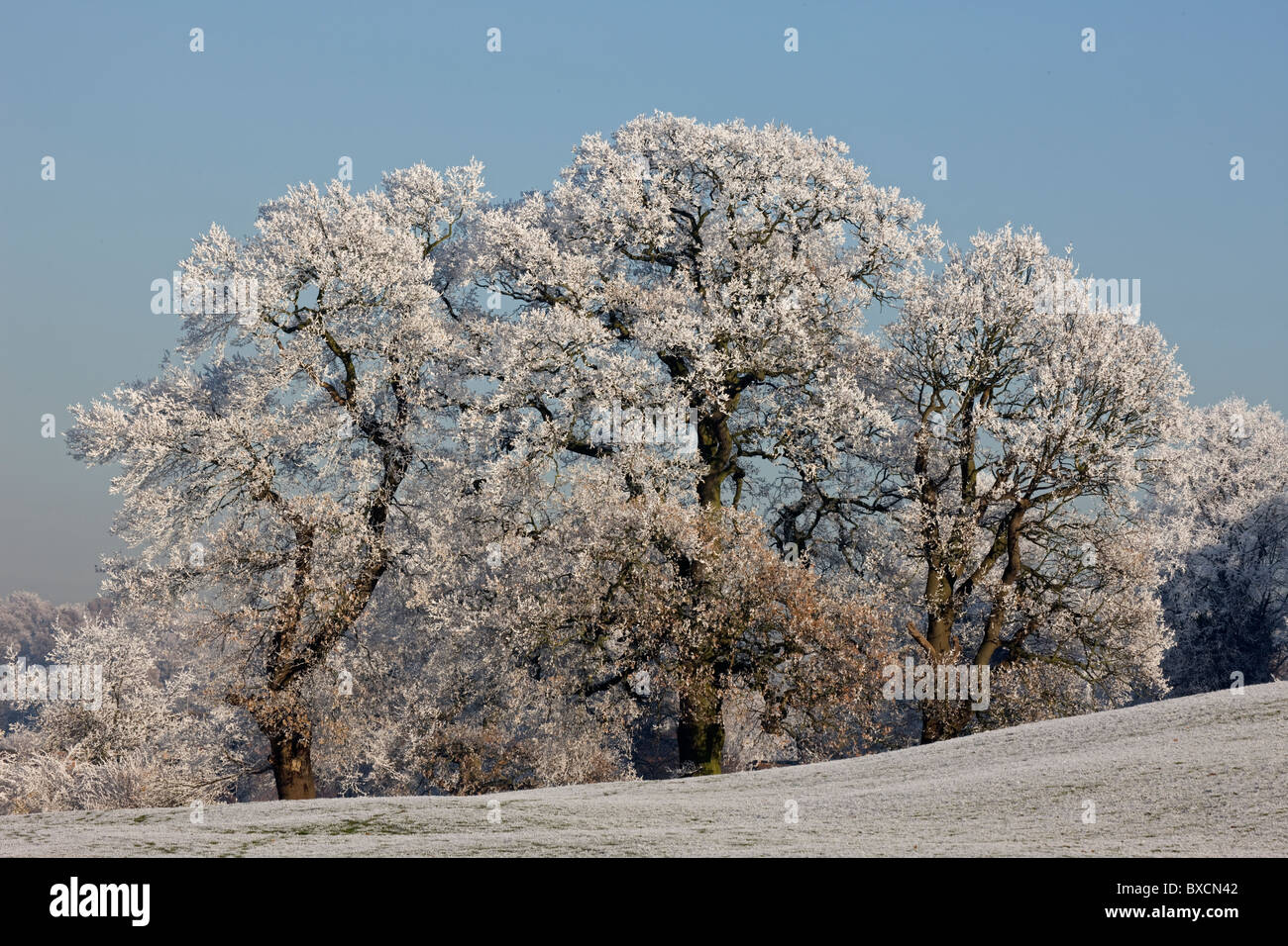 Raureif auf Bäumen - Vereinigtes Königreich Stockfoto