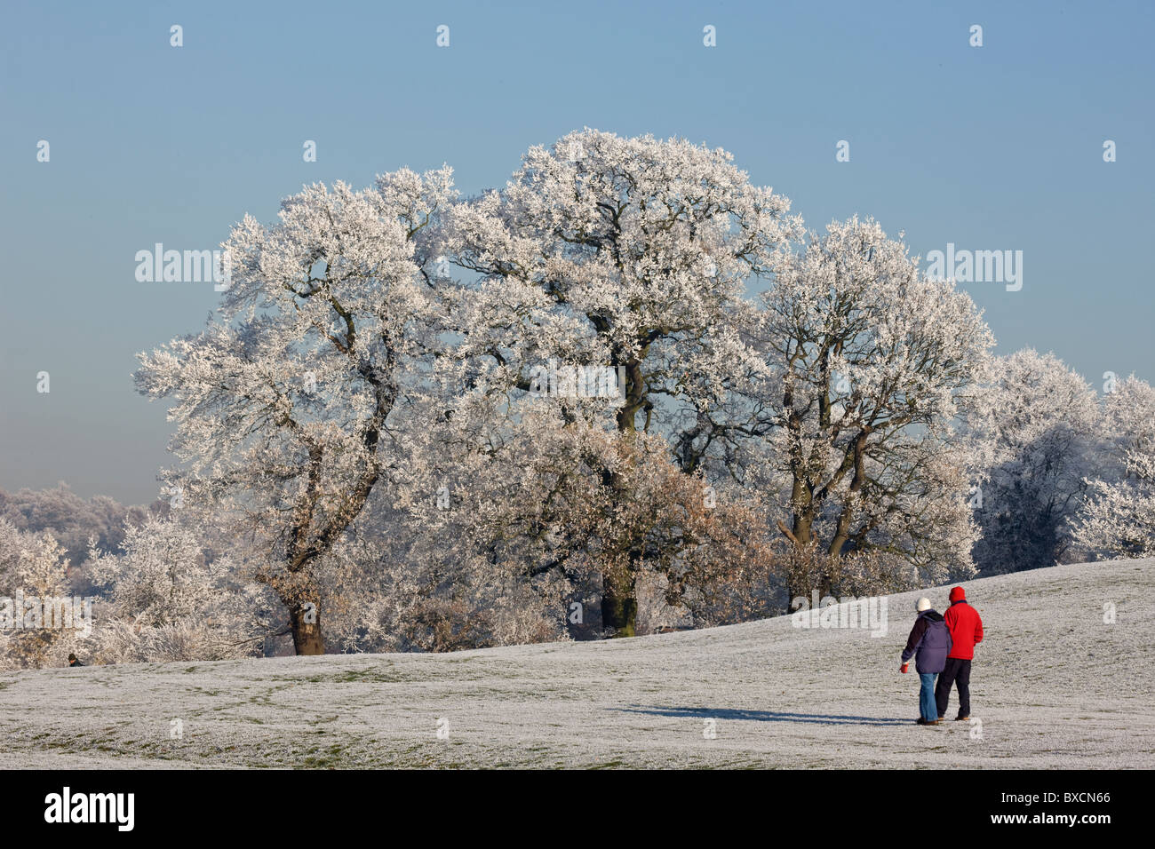 Raureif auf Bäumen - Vereinigtes Königreich Stockfoto