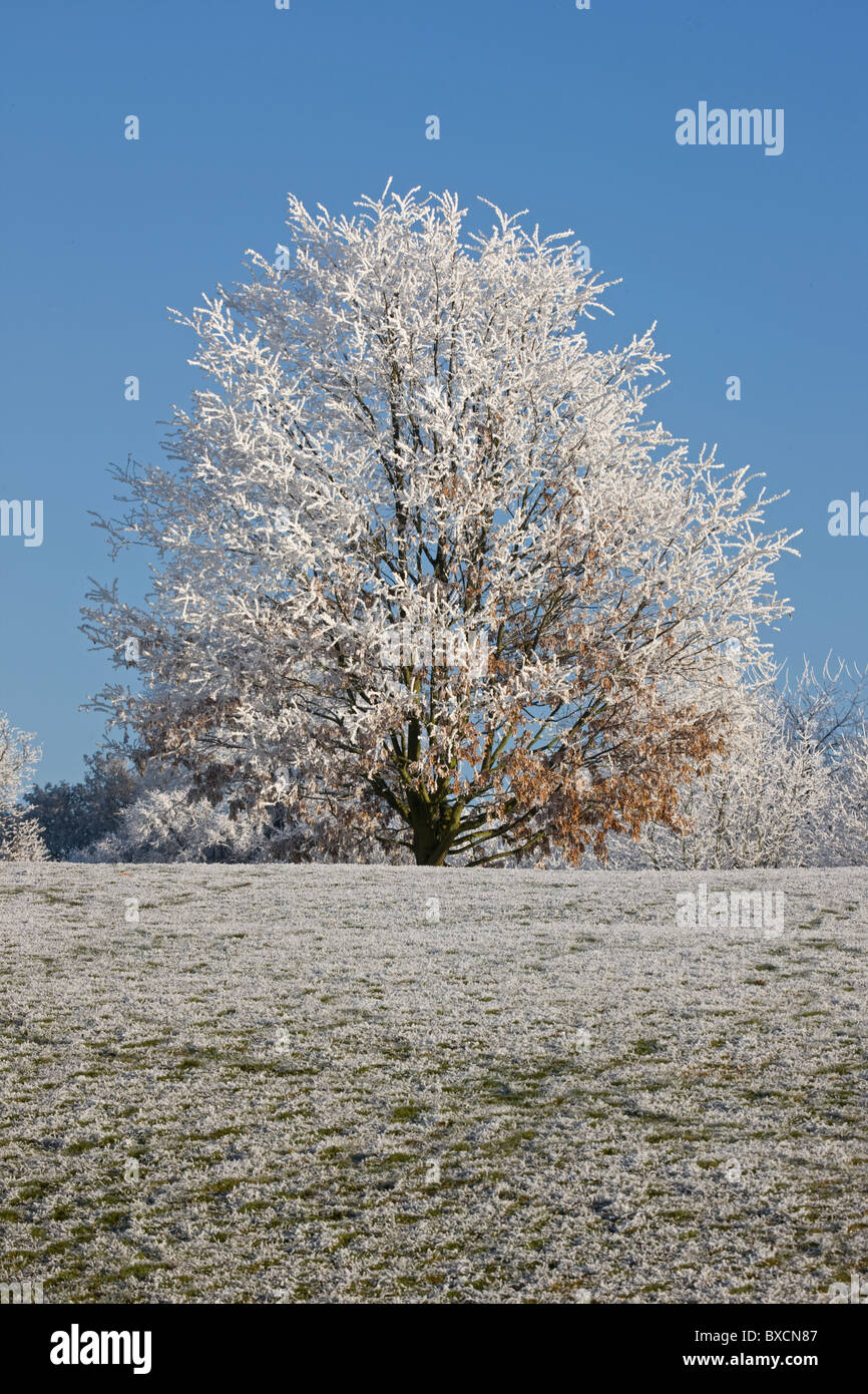 Raureif auf Bäumen - Vereinigtes Königreich Stockfoto