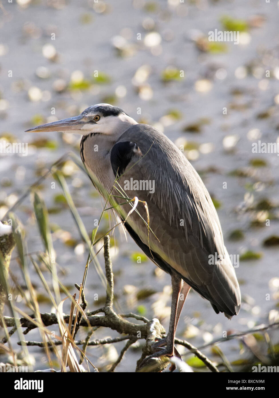 Graureiher im Winter Coate Wasser Park Stockfoto