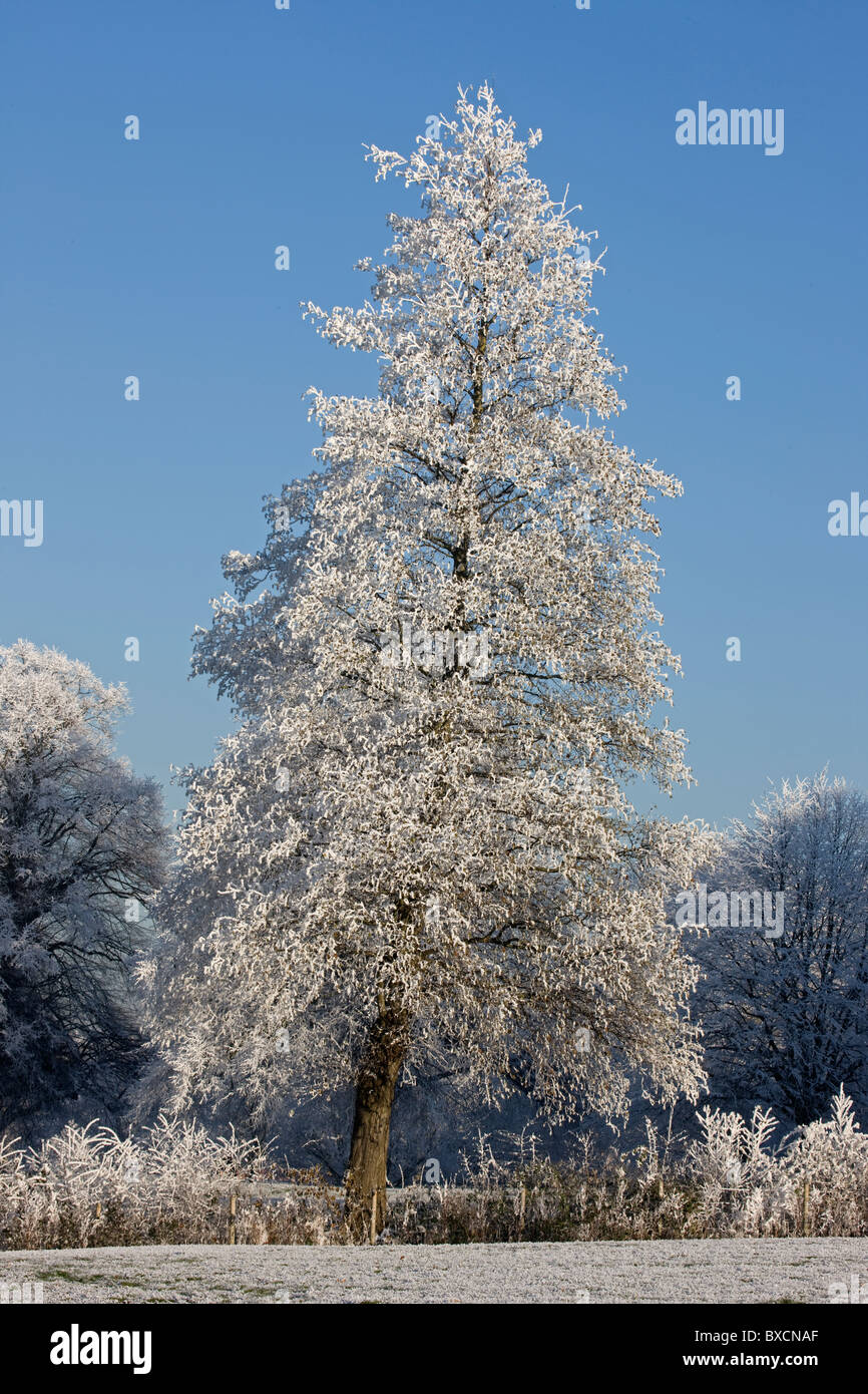 Raureif auf Bäumen - Vereinigtes Königreich Stockfoto