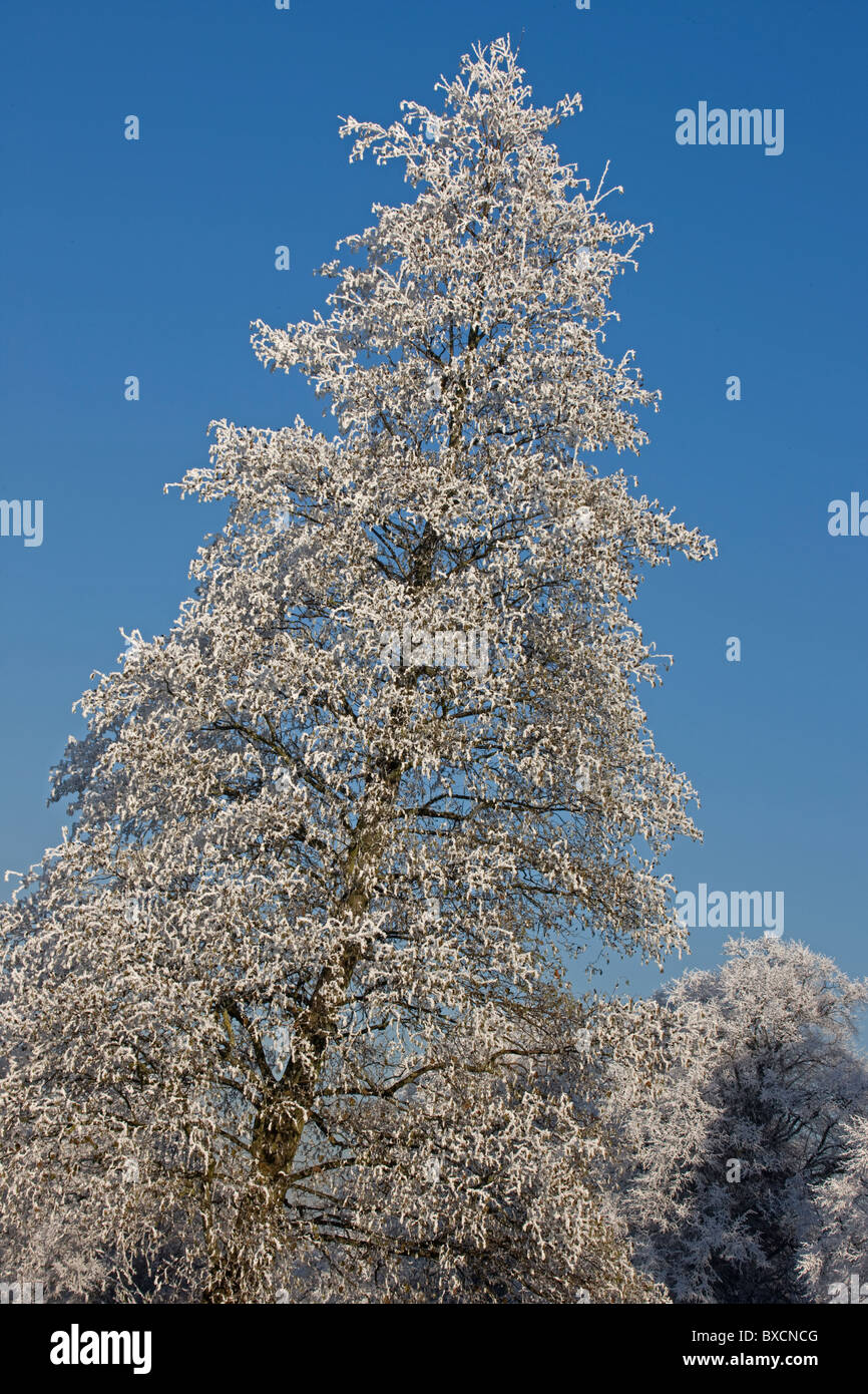 Raureif auf Bäumen - Vereinigtes Königreich Stockfoto