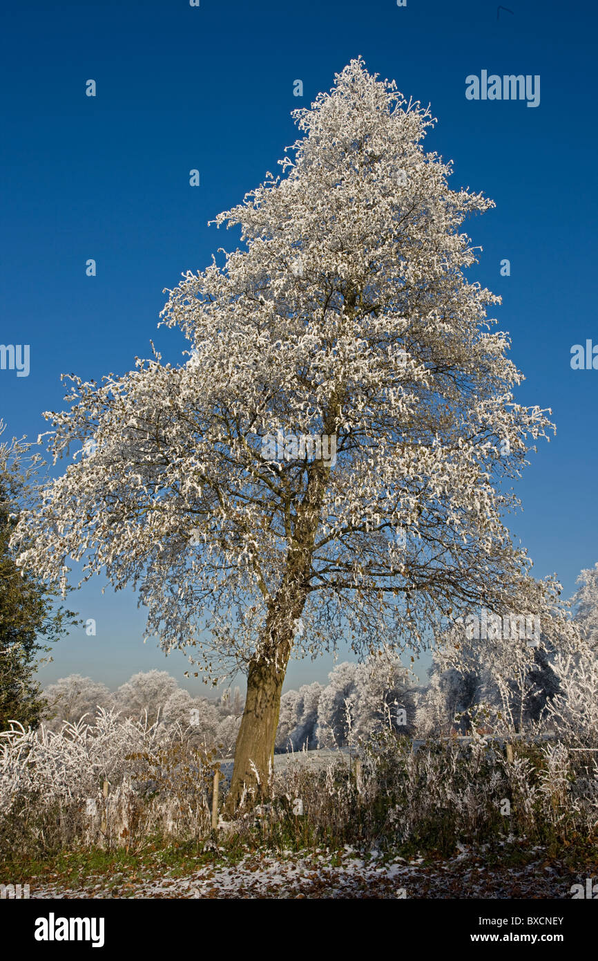 Raureif auf Bäumen - Vereinigtes Königreich Stockfoto