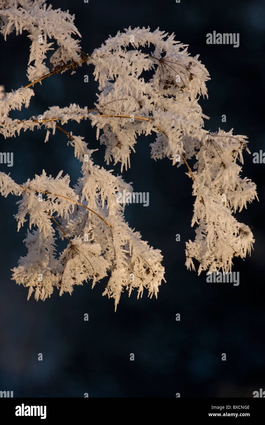 Raureif auf Bäumen - Vereinigtes Königreich Stockfoto