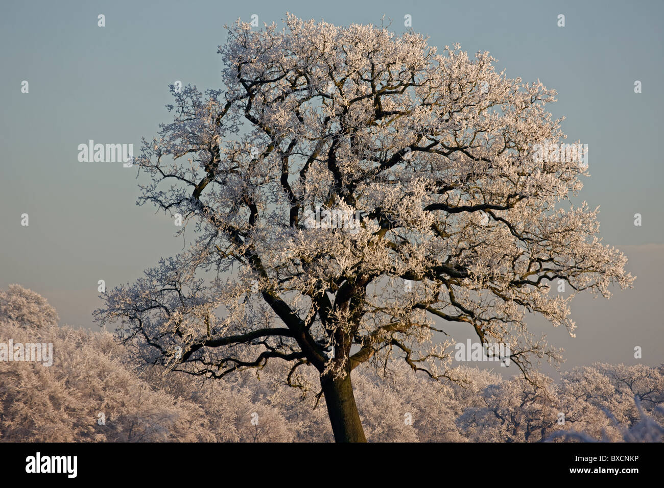 Raureif auf Bäumen - Vereinigtes Königreich Stockfoto