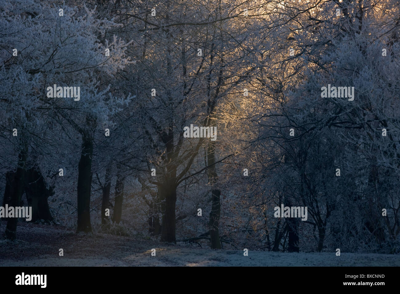 Raureif auf Bäumen - Vereinigtes Königreich Stockfoto