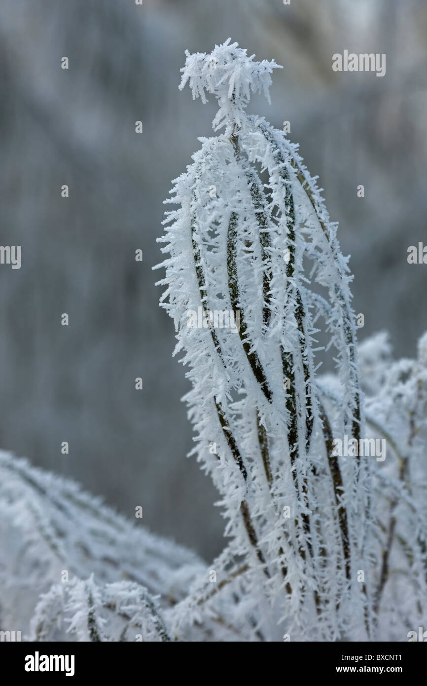 Raureif auf Bäumen - Vereinigtes Königreich Stockfoto