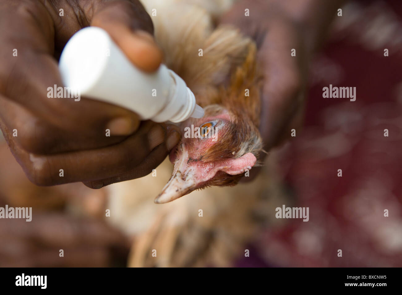 Dorfbewohner geben ihre Hühner Impfungen in Port Loko, Sierra Leone, Westafrika. Stockfoto