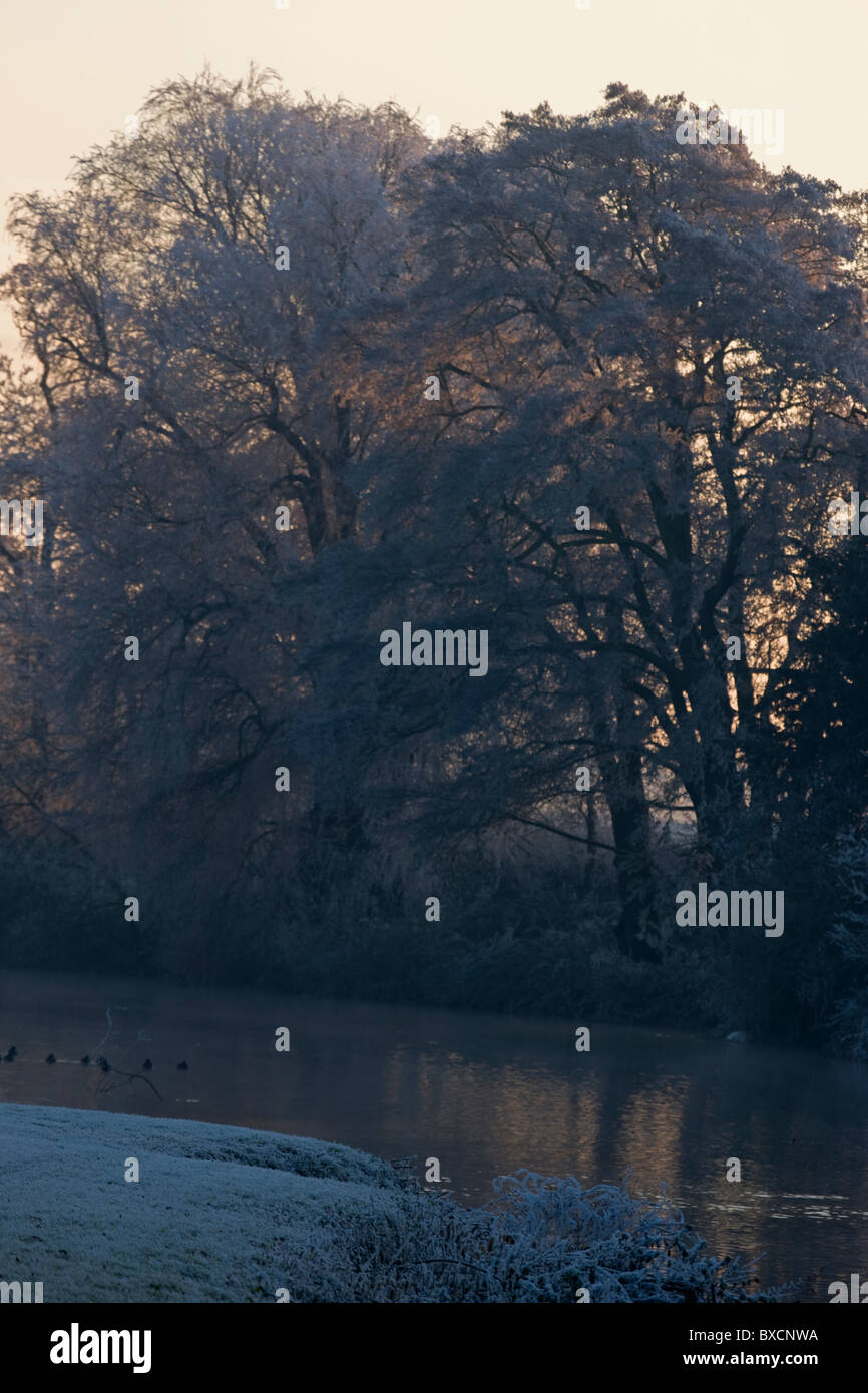 Raureif auf Bäumen - Vereinigtes Königreich Stockfoto