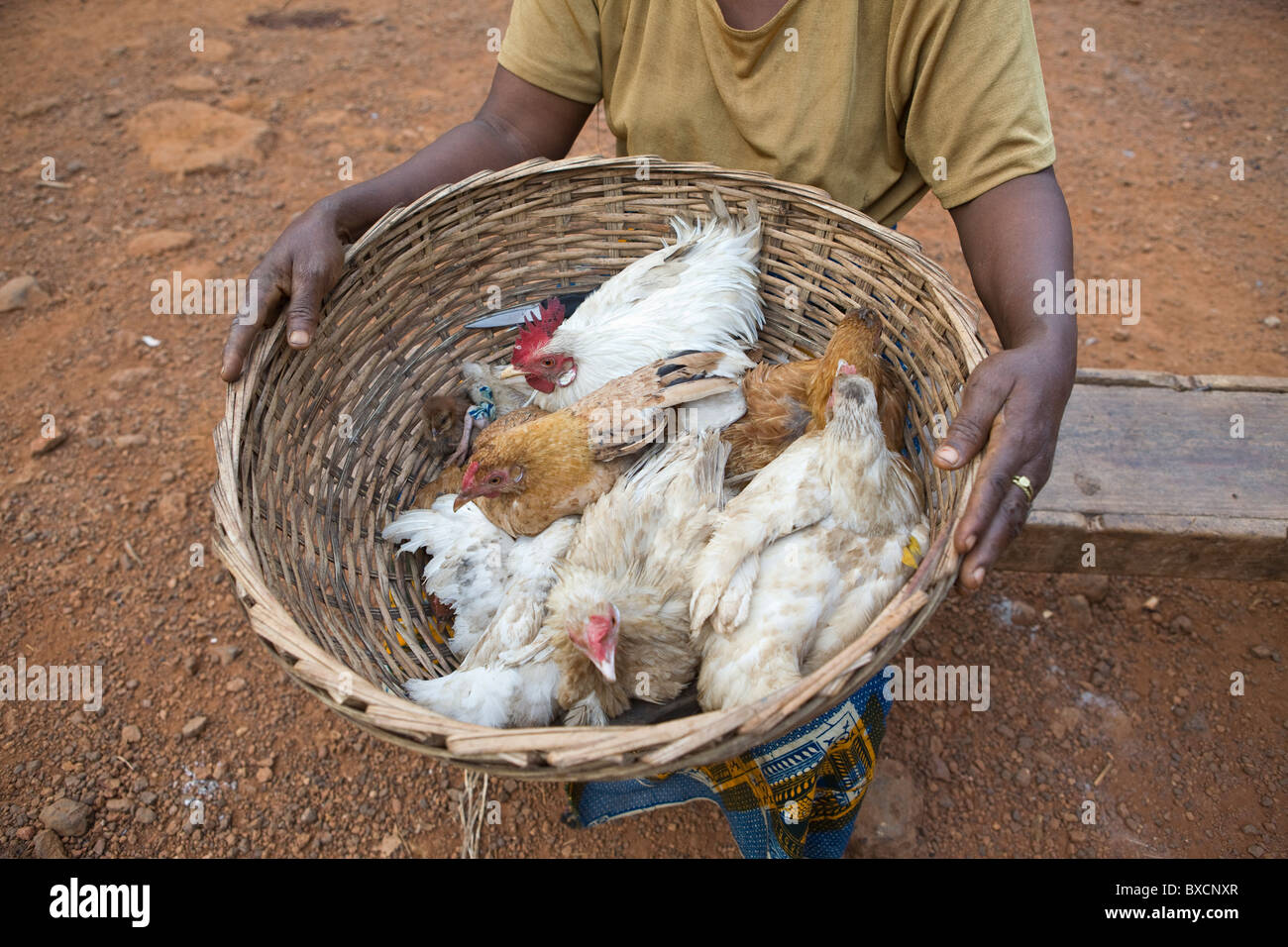 Eine Frau trägt einen Korb von Hühnern in Port Loko, Sierra Leone, Westafrika. Stockfoto