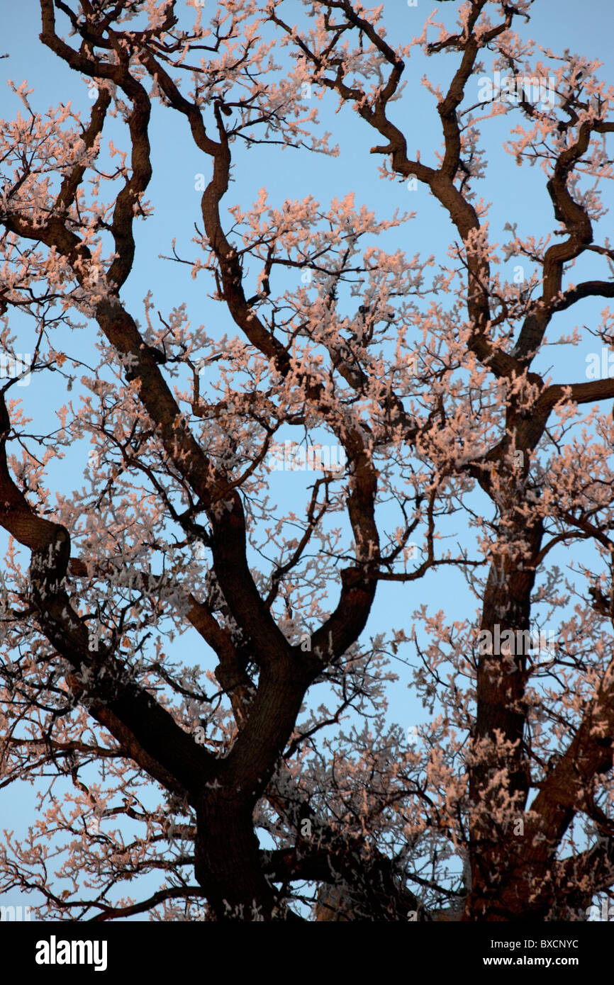 Raureif auf Bäumen - Vereinigtes Königreich Stockfoto