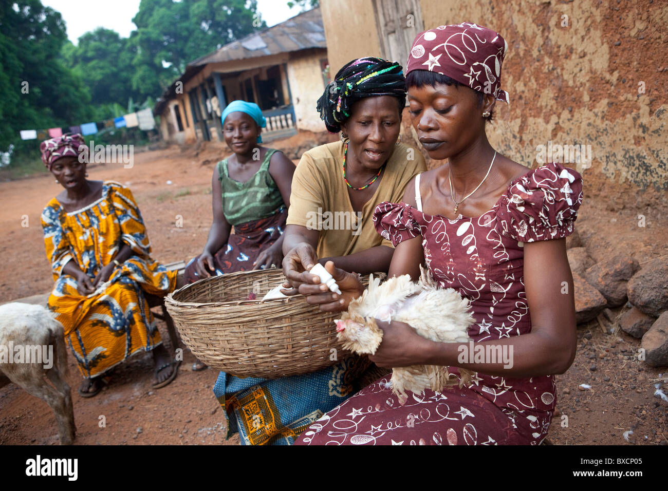 Dorfbewohner zusammen, um Impfungen für ihre Hühner erhalten in Port Loko, Sierra Leone, Westafrika. Stockfoto