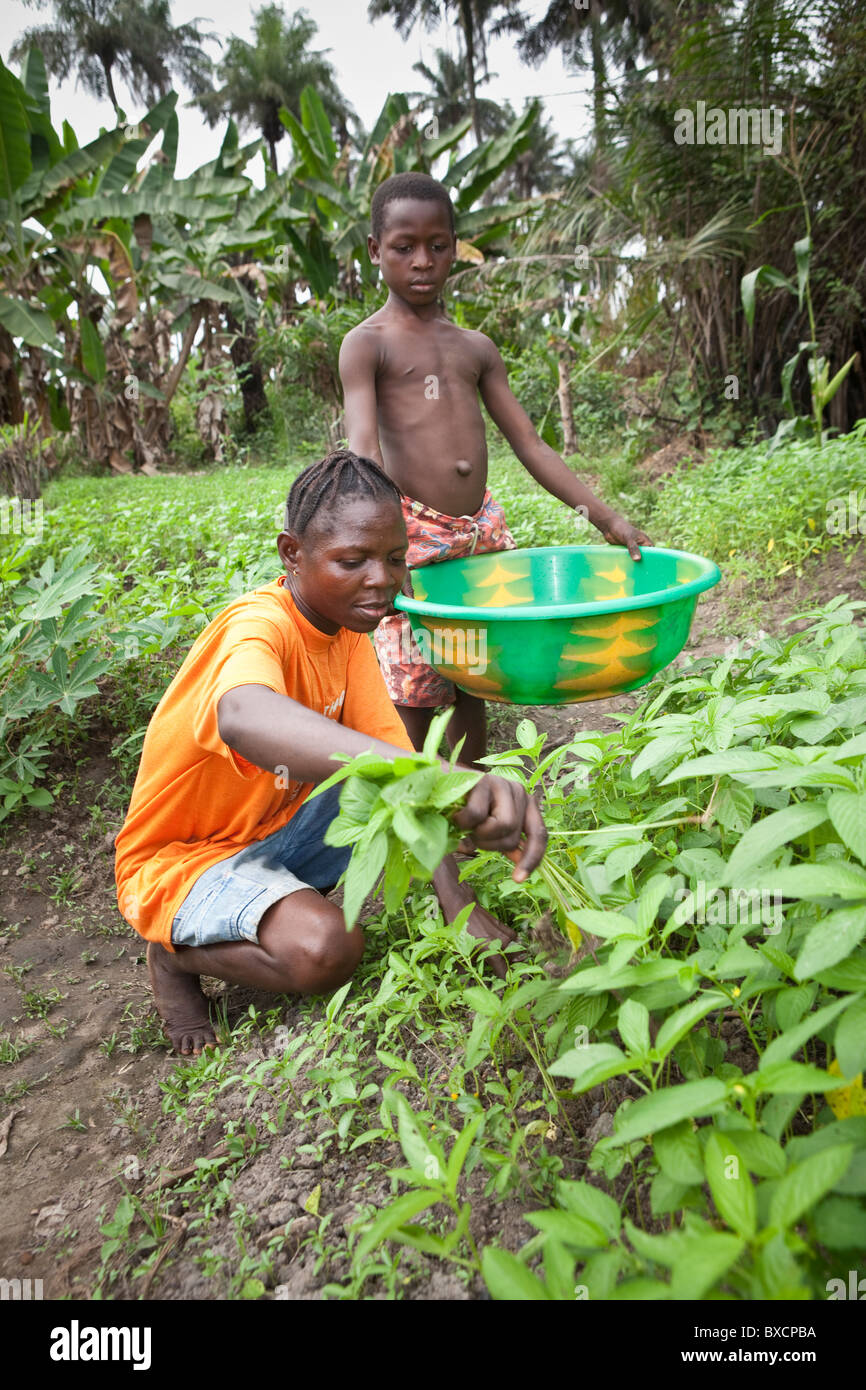 Nenneh Sesay und ihr Sohn Sima Konte wählen Grüns auf einer Wiese außerhalb Masiaka, Sierra Leone, Westafrika. Stockfoto