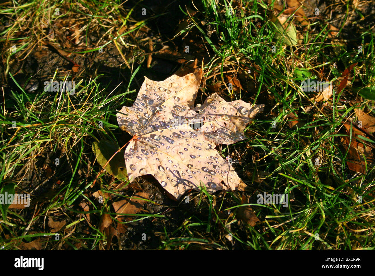 Ahornblatt mit Wassertropfen Stockfoto