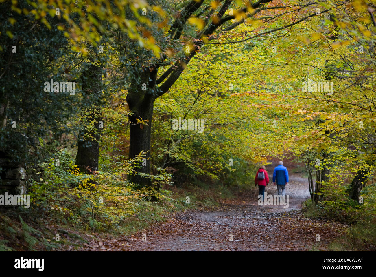 Ein älteres Paar, ein Land Fuß durch den Wald Stockfoto