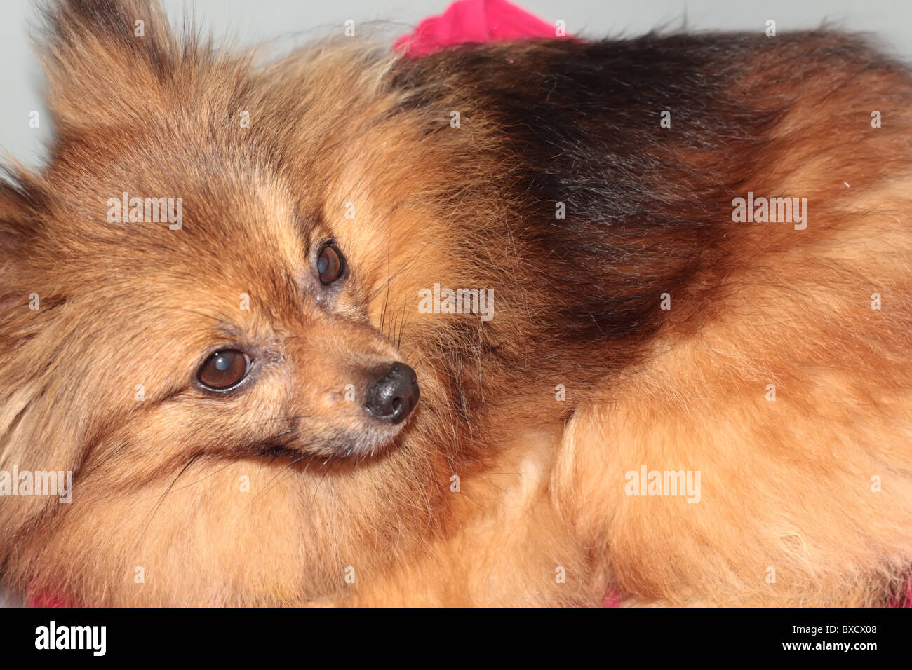 Kuschelige langhaarige Hund Stockfoto