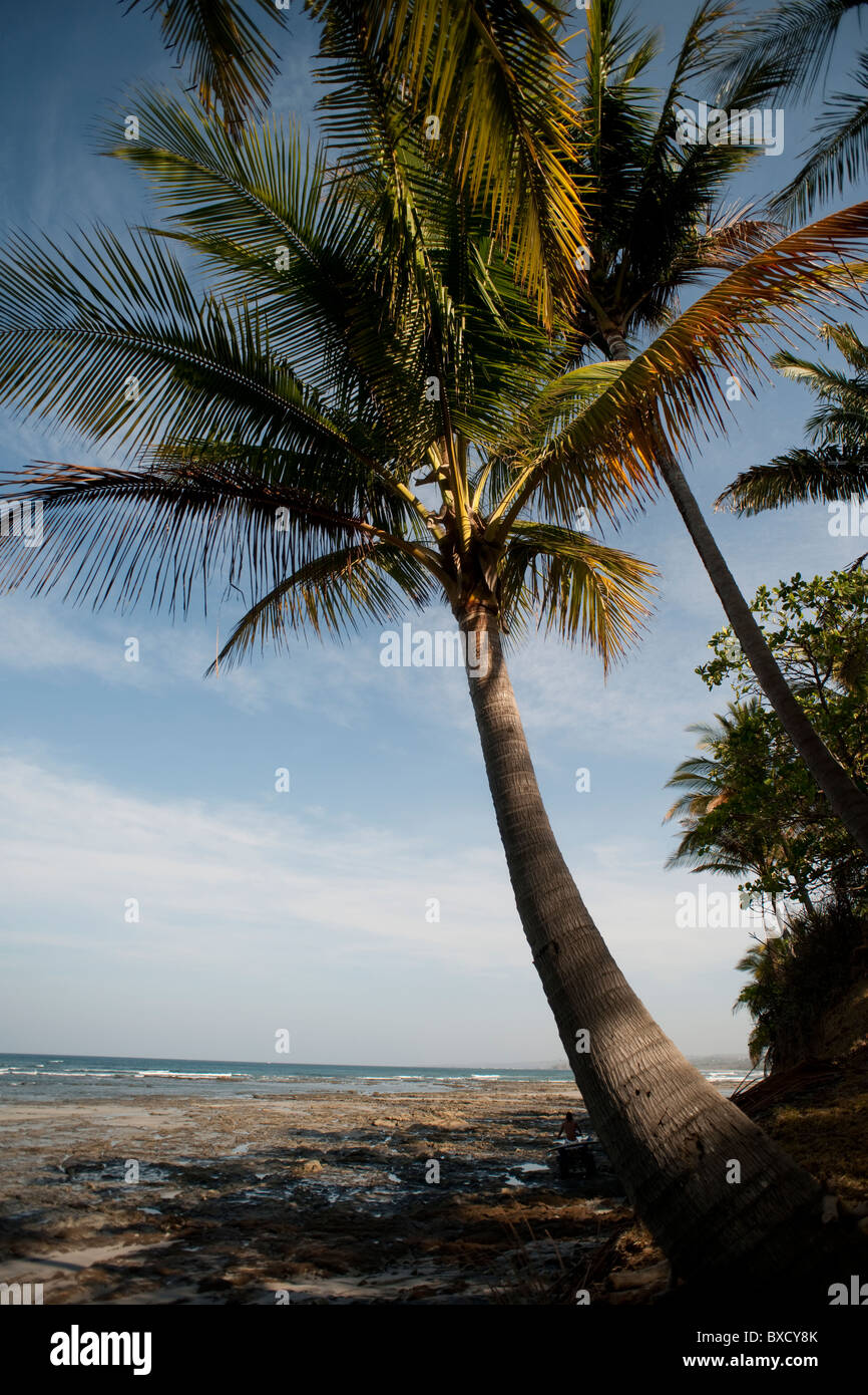 Strand und Baumgrenze Costa Rica Stockfoto