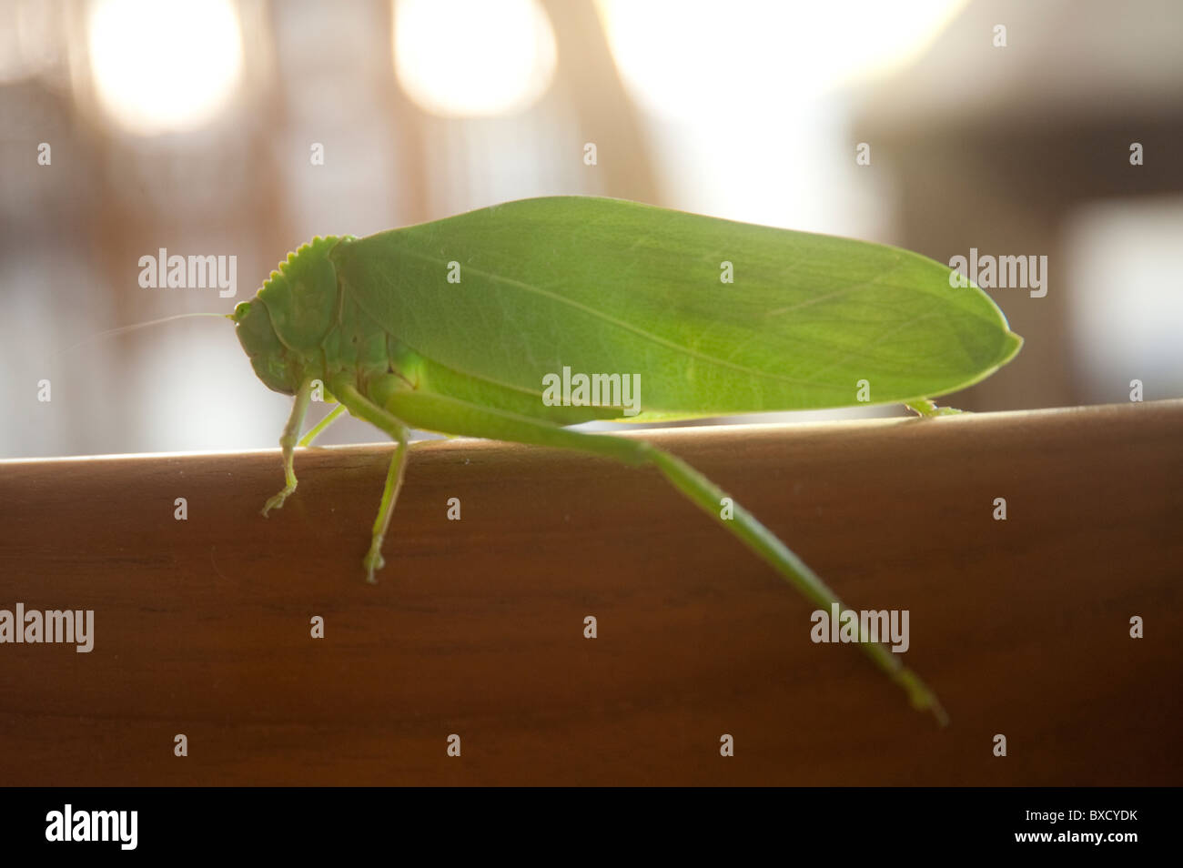 Leichte grüne Cricket im Profil Stockfoto