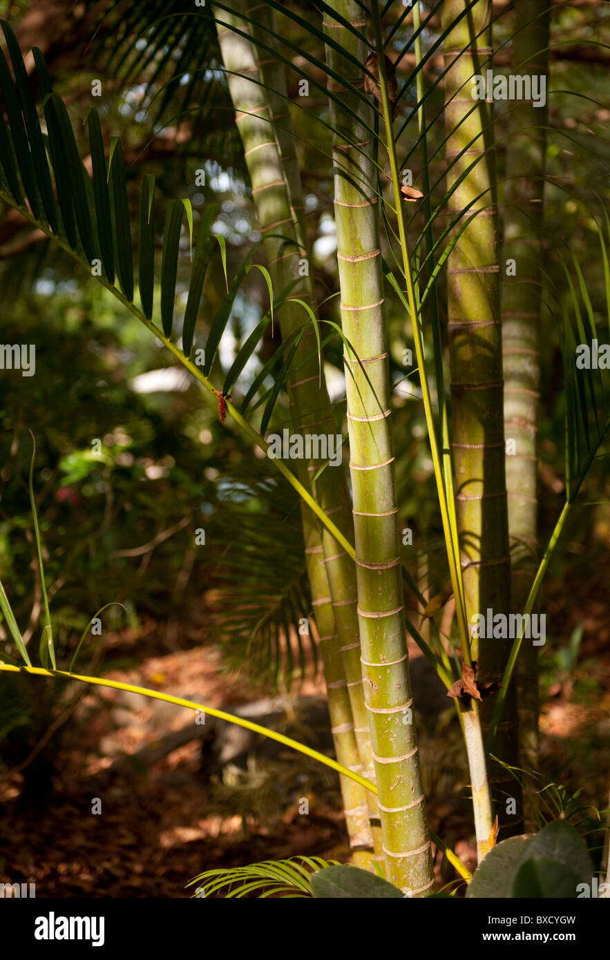 Palme im tropischen Regenwald von Costa Rica Stockfoto