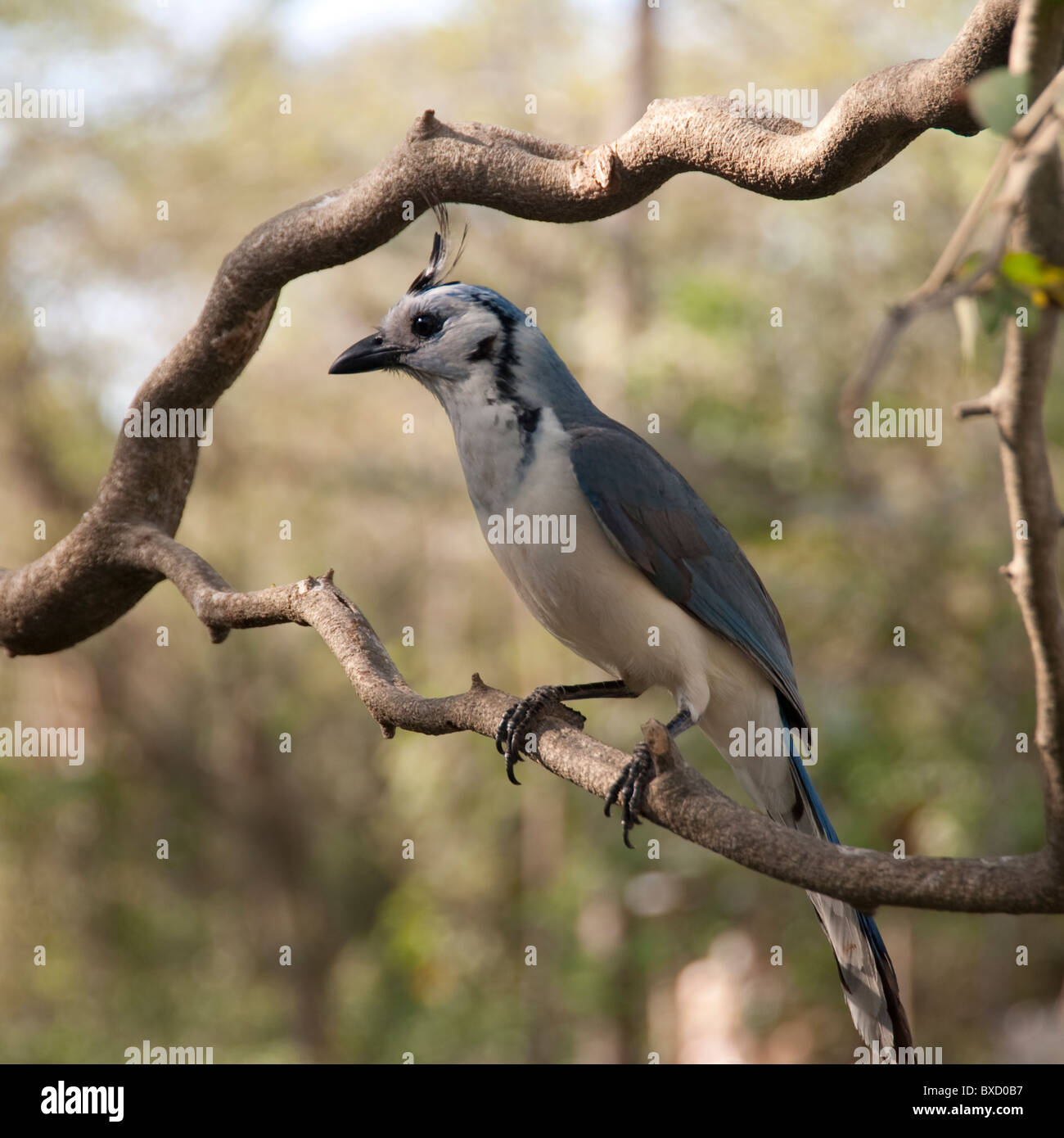 Vögel in Costa Rica Stockfoto