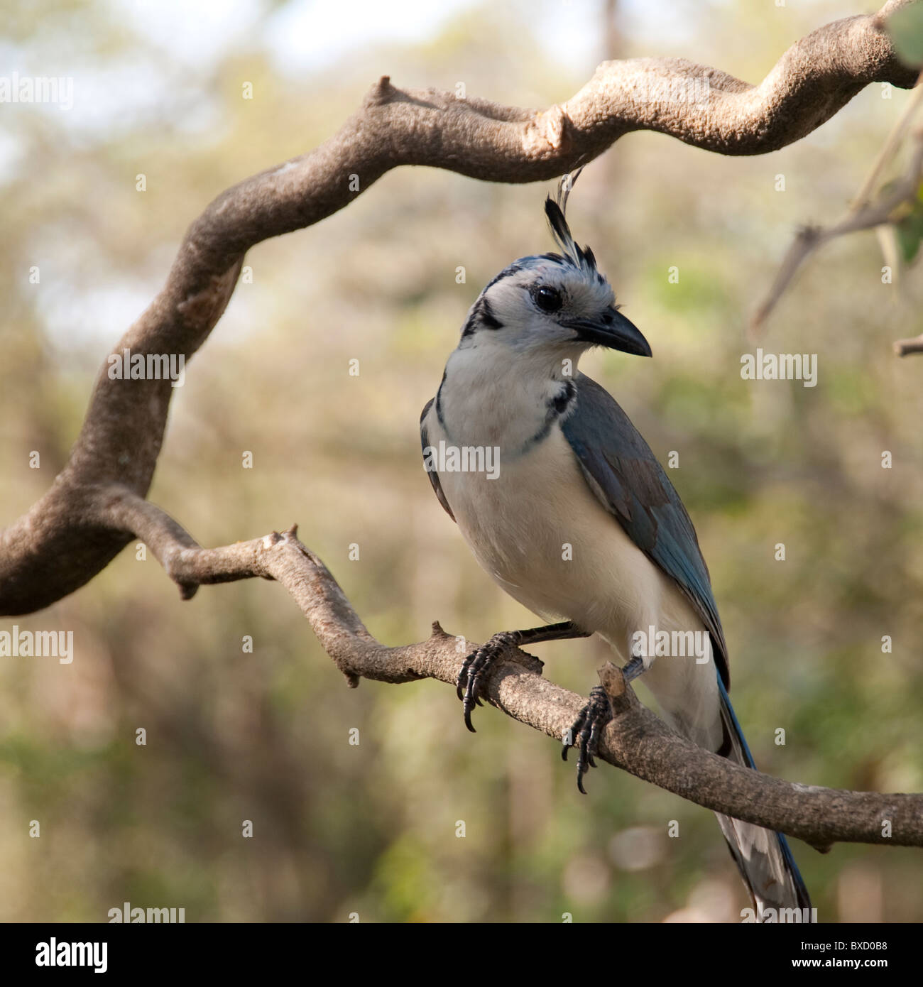 Vögel in Costa Rica Stockfoto