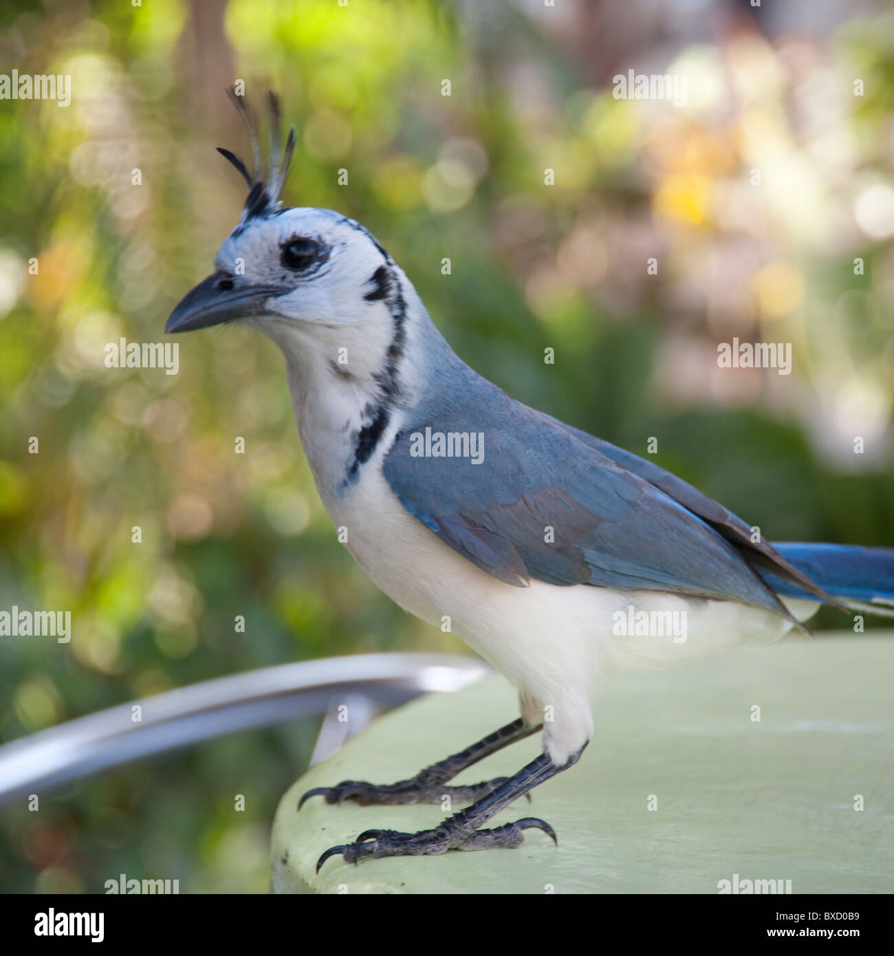 Vögel in Costa Rica Stockfoto