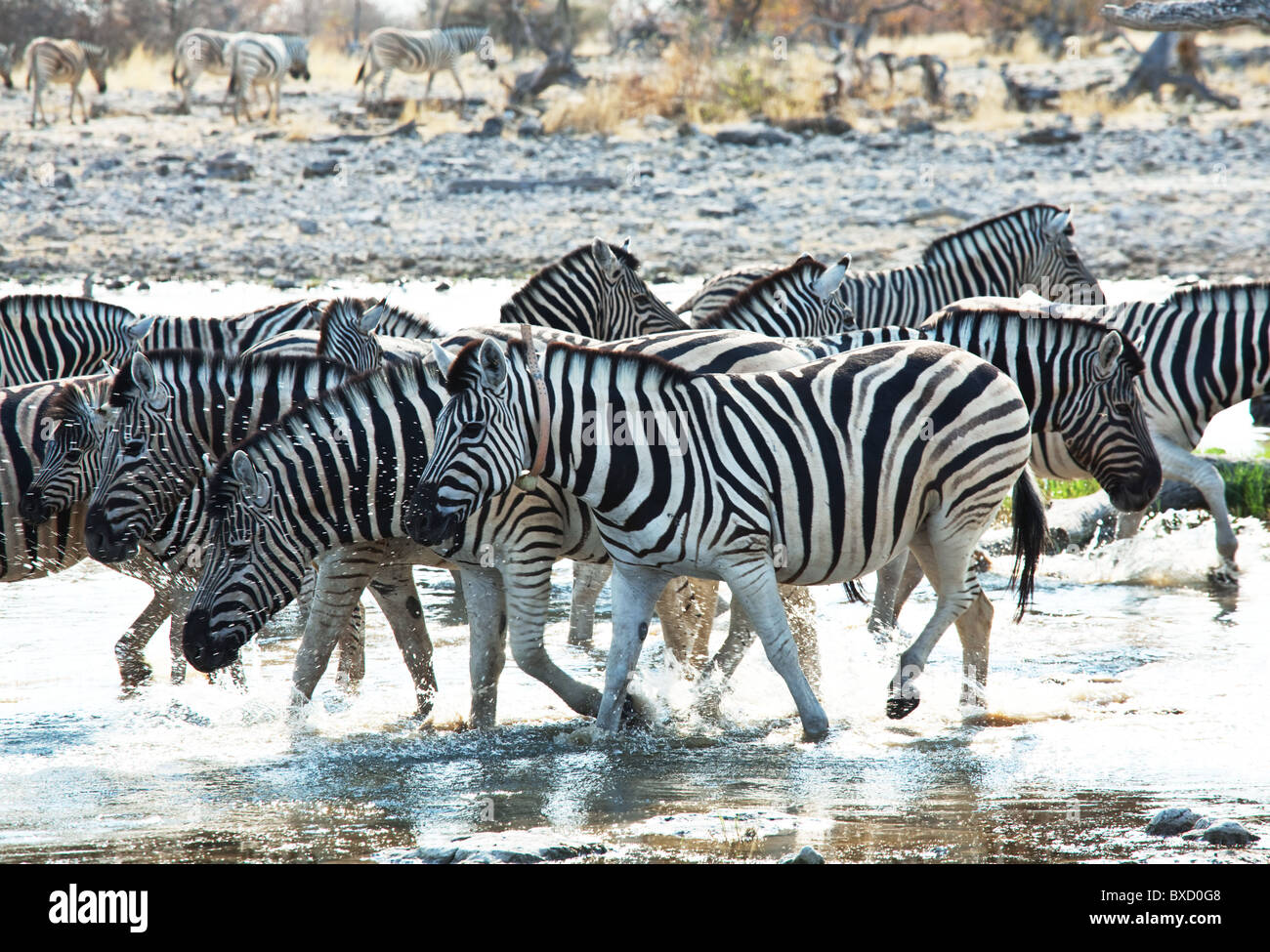 Zebras am Wasserloch im Etosha Park, Namibia Stockfoto