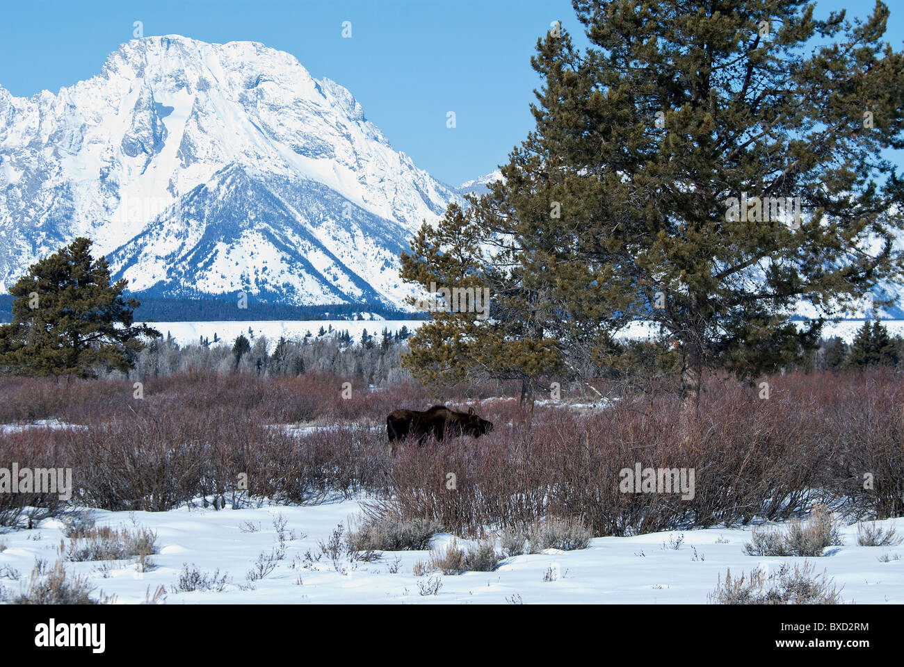 Elch-Alces Alces Bull Mt. Moran zurück Wyoming USA Grand Teton Nationalpark Stockfoto