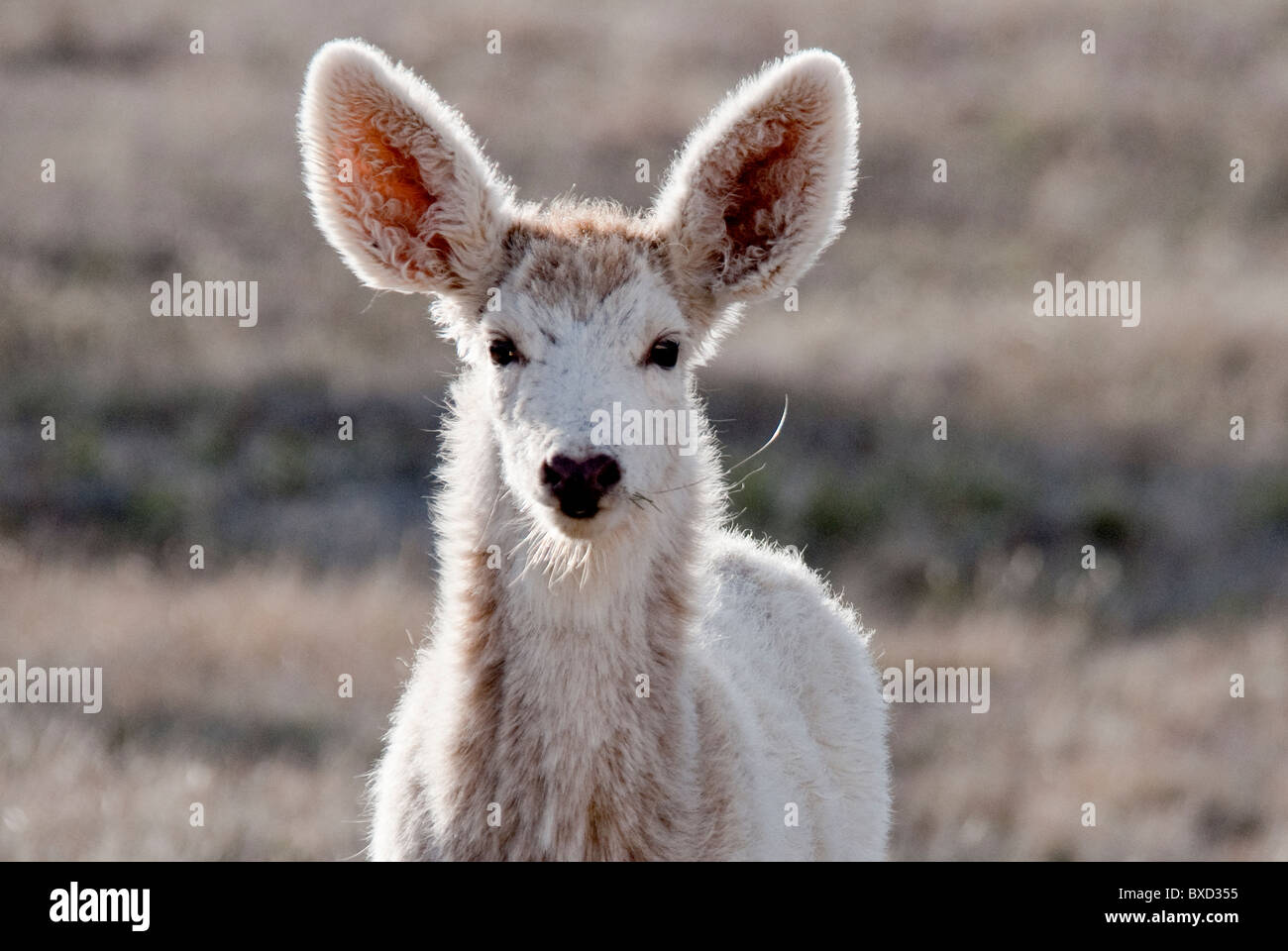 Mule Deer Odocoileus Hemionus leichte Phase South Fork Colorado USA Stockfoto