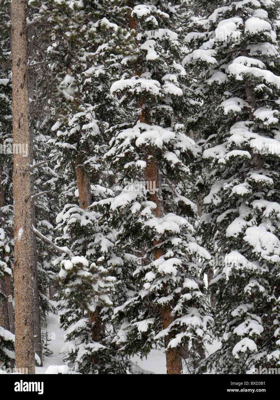 Evergreens, bedeckt mit Schnee in Vail, Colorado Stockfoto
