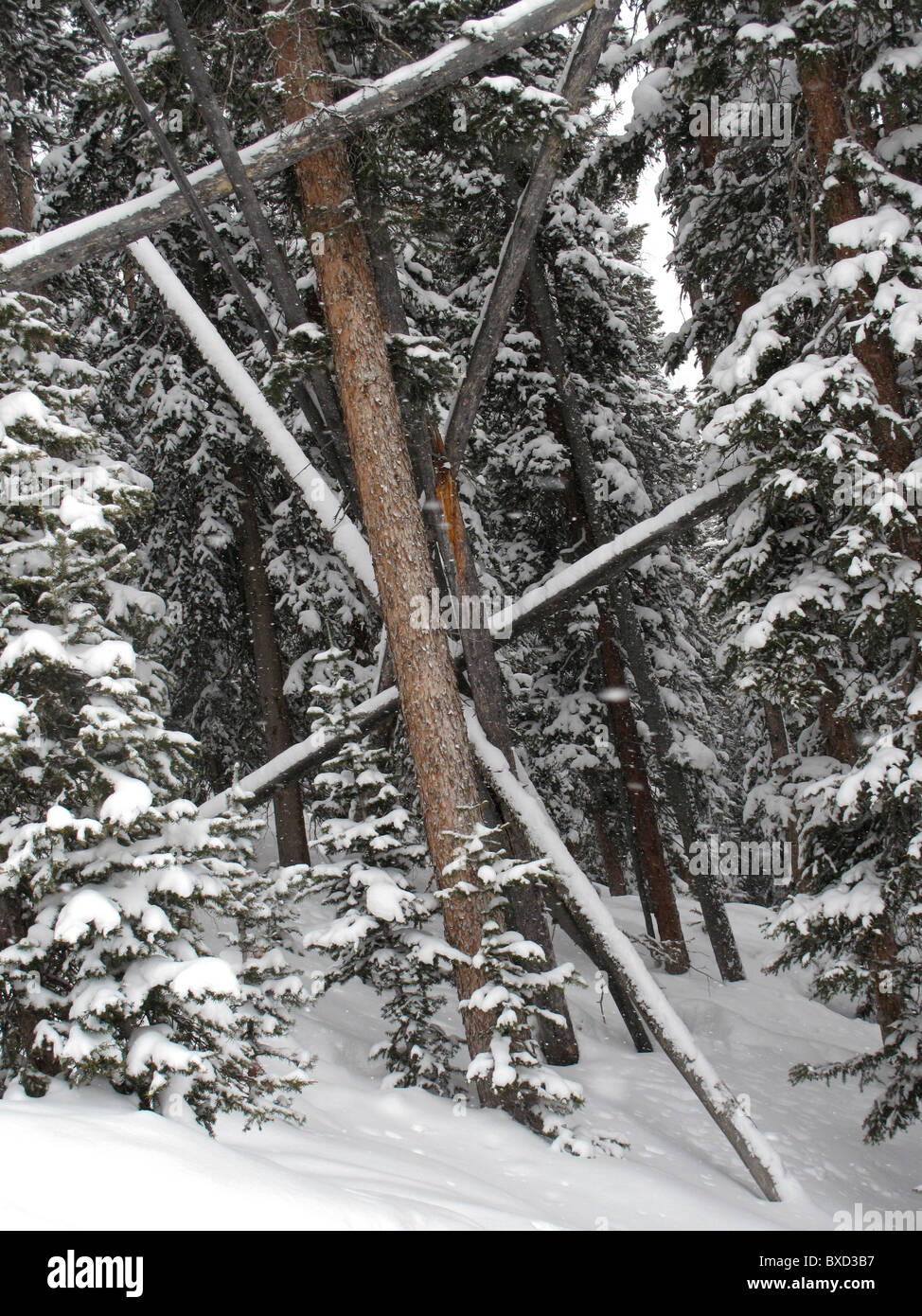 Evergreens, bedeckt mit Schnee in Vail, Colorado Stockfoto
