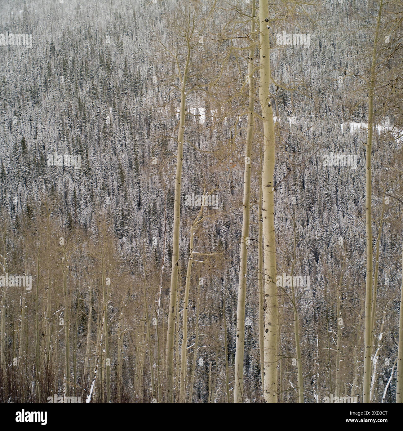 Schneebedeckte Wälder in Vail, Colorado Stockfoto