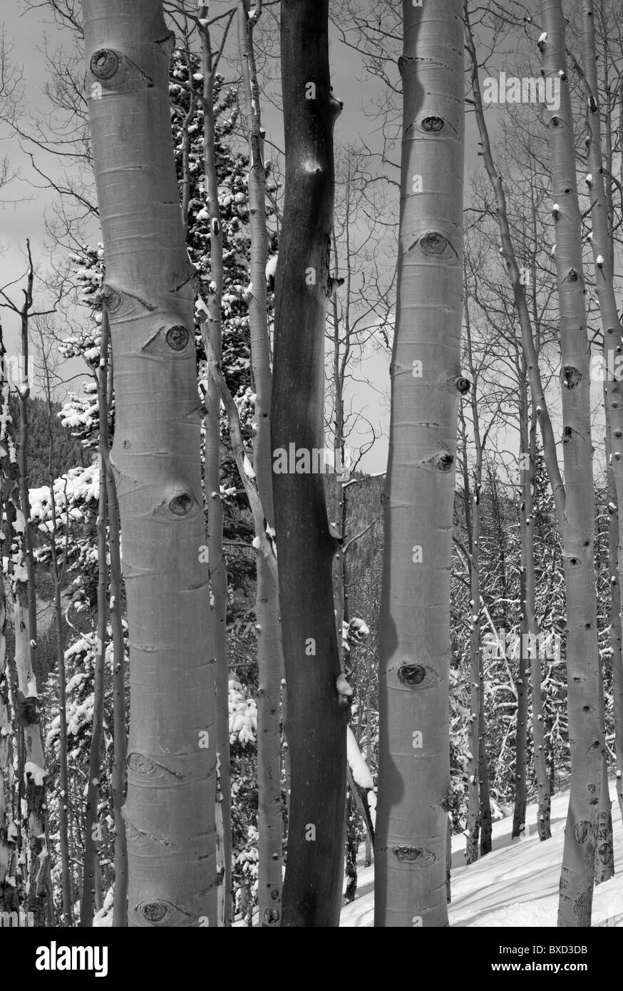 Winterwald in Vail, Colorado Stockfoto
